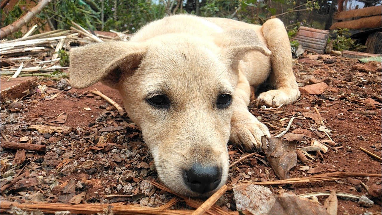 trời lạnh gió và cún nhỏ