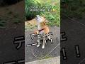柴犬コロ 歌う犬がやばい😂 #柴犬コロ #おもしろ #かわいい #柴犬 #おすすめ #shibainu #dog