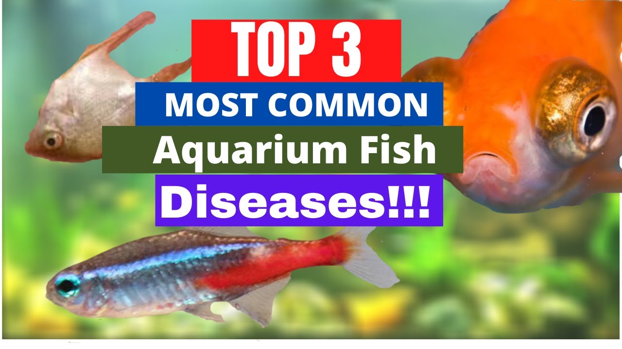 TOP 3 Most Common Aquarium Fish Diseases (how to treat them, the causes ... - MaxresDefault