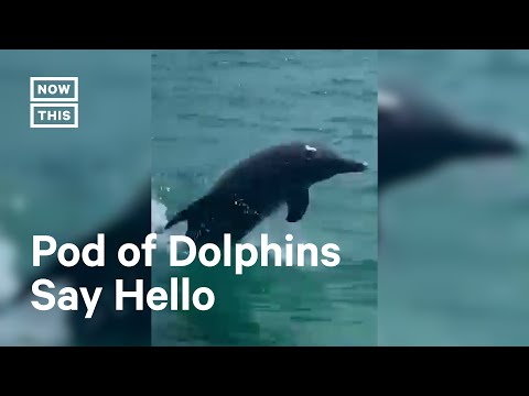 Friendly Dolphins Escort Marine Officers in Florida 🐬