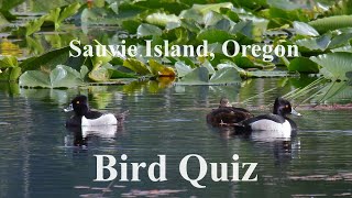 Unique Winter Waterfowl of Sauvie Island, Oregon [Bird Quiz] by Absorbed In Nature 38 views 1 month ago 3 minutes, 2 seconds