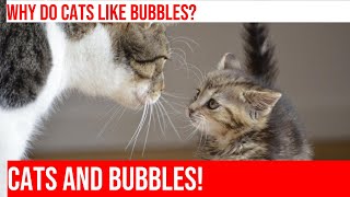 Why Do Cats Love Bubbles? Exploring Their Fascinating Reactions! by Meow-sical America 149 views 5 months ago 4 minutes, 22 seconds