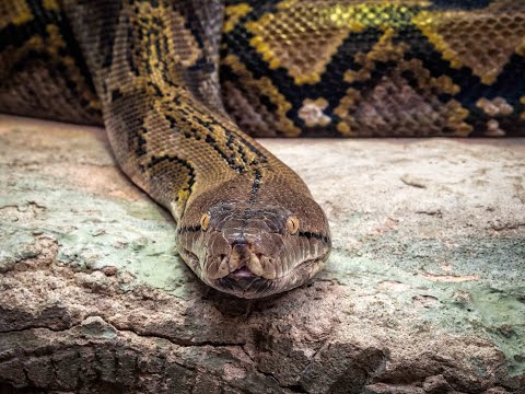 Видео: Difference Between Venomous And Nonvenomous Snakes