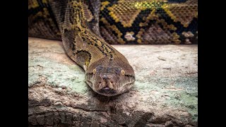 Venomous vs Non Venomous Snakes