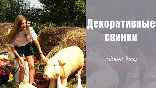 Декоративные Свинки мини пиги - интернет магазин Hitsad.ru