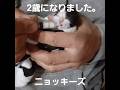 ニョッキーズを保護した日(誕生日とする)から2年が経ちました。というわけで3匹が2歳になりました✨2年早すぎますよ…旅から帰ったらお誕生日動画作らないとっ💦