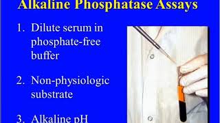 What is Alkaline Phosphatase and Why is it Important screenshot 1