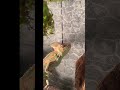 Rango reels in dinner #shorts #shortsvideo #shortsfeed