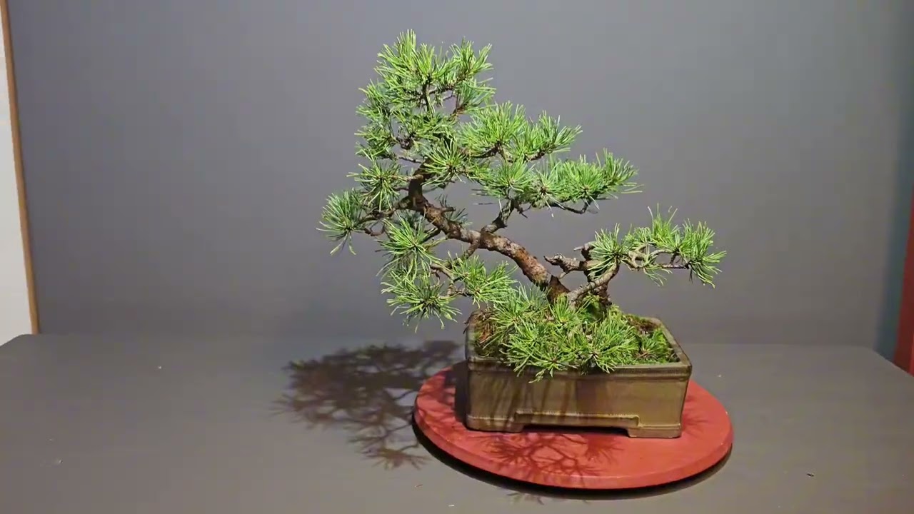 Weiterentwicklung einer auf  der Trophy 2019 gekauften Bonsai Kiefer  - teuer oder günstig ? V25-041