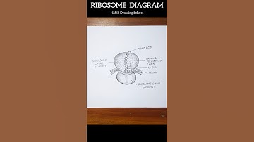 Ribosome Diagram #shorts #diagram #ribosome #drawing
