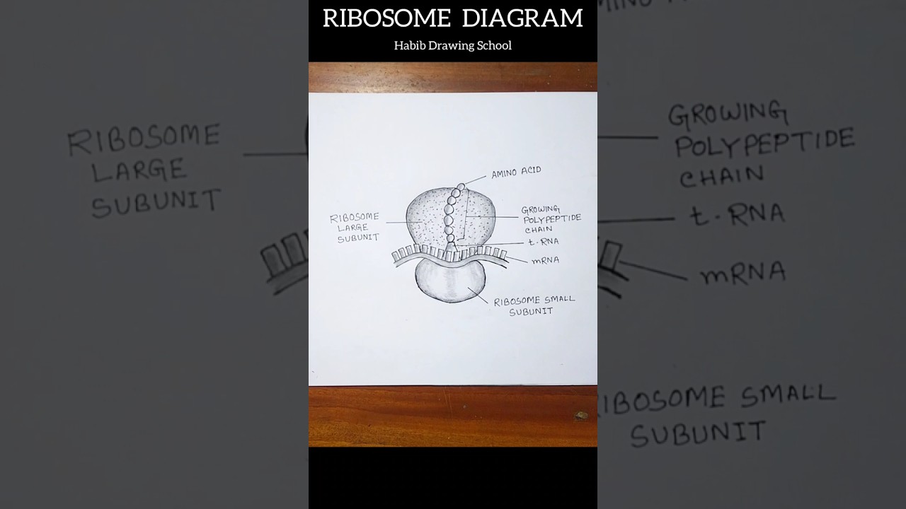 Pinterest Ribosomes Picture Ribosome Drawing Easy With Pencil