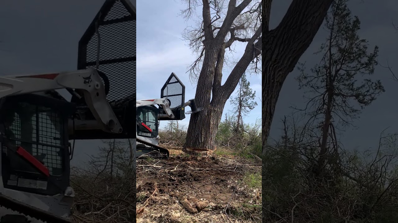Land Clearing Huge Cottonwood 