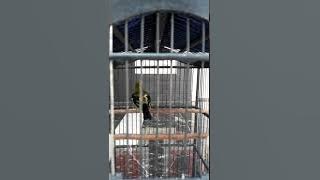 Ocehan Sirtu / cipo / cipeuw ekor hitam (Cipeuw Cianjur)
