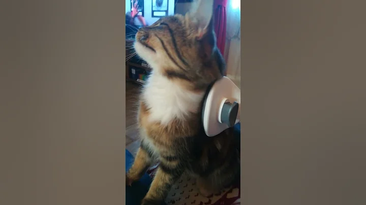 Watch the video about Brushing #cat Fur Maine Coone #music Aphex Twin Heliophan