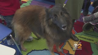 Westminster Therapy Dog