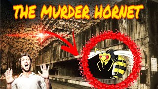 Murder hornets can be deadly to humans|एक और आपदा |killing humans|need to know about murder hornets