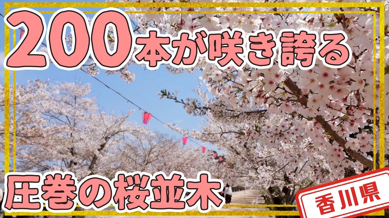 香川県】【亀鶴公園】200本のソメイヨシノが咲き誇る自慢の桜並木