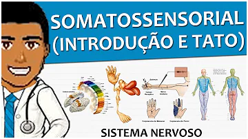 Qual o órgão utilizado no tato?