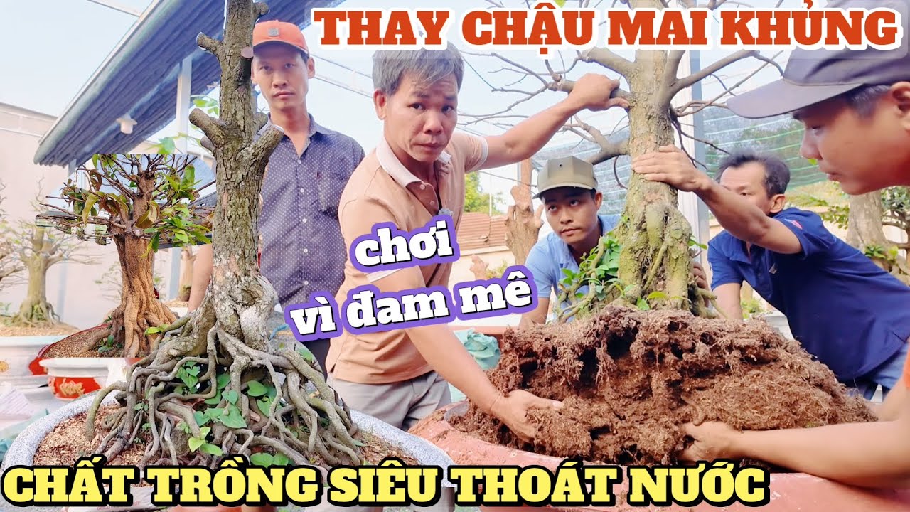 Xem cách thay chậu chất trồng siêu thoát nước vườn tứ quý khủng Út Thuyền trăm gốc độc lạ Bình Dương