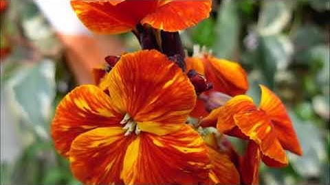 من اجمل التلاوات لسورة الزمر "برواية ورش عن نافع"