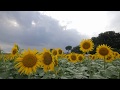 Mysterious beauty of sunflowers at their best