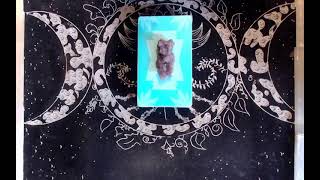 LIVE TAROT READING🔮Psychic Medium💲7.77 MINI READINGS🏳️‍🌈Romance💌Career💕Contact Passed Loved Ones💫