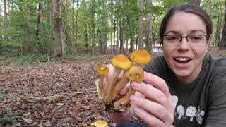 How to ID honey mushroooms, Armillaria mellea group