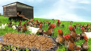 Brilliant Ideas for Successful Freerange Farming! Using 10,000 Worms As Chicken Feed & Breeding Them