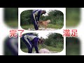 真夏を前に北海道犬の換毛作業!令和バージョンの完結!