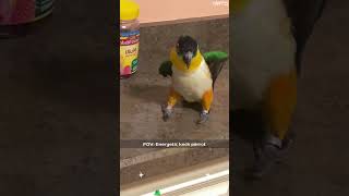 Part 43Energetic Keck Parrot