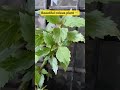 coleus plant, nature #garden #plants #village #terracegarden#air #nature #yugsgarden1111