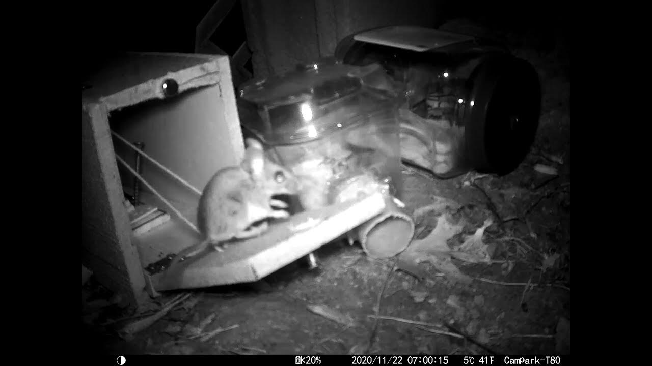 Mouse jumping over traps YouTube