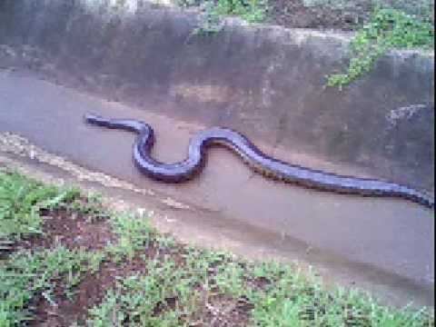 SUCURI NA PISTA!!! São José do Rio Pardo...