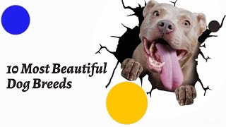 Unveiling the Top 10 Gorgeous Dog Breeds by Welfare Of Dogs 147 views 7 months ago 10 minutes, 15 seconds