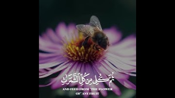ما تيسر من سورة النحل #ياسر_الدوسري #ياسرالدوسري #سورة_النحل