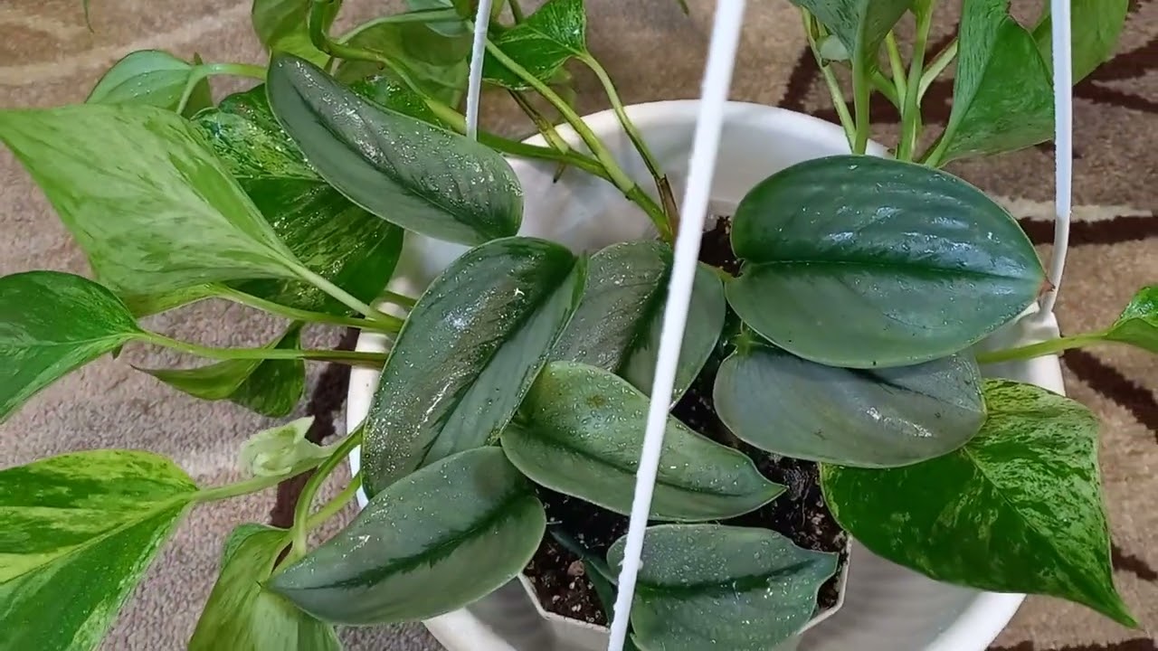 💙💛Мои сциндапсусы. Pictus Trebie, Marble Queen, Silver Ann, N'joy, Moonlight... . Запорожье. Украина