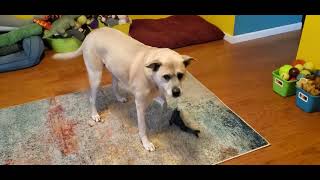 Interactive shark toy screenshot 1