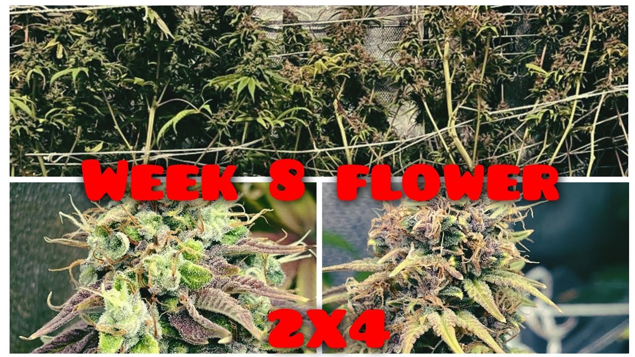 Week 8 Flower 2x4 grow bud ripening - YouTube