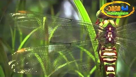 سورة إبراهيم - بصوت القارئ محمد اللحيدان - شبكة أمة محمد