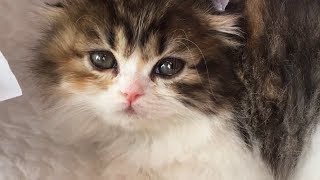 Scottish Fold Cat, Chuchu's Lovely Moments