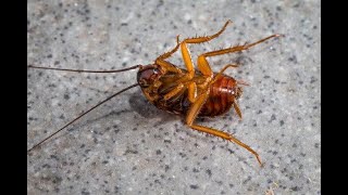 Safe pest control Lancaster, rodent, rat, ant, insect, termite, bed bug exterminator guaranteed