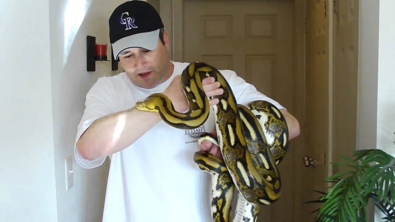 reticulated definition A Visit With Arnold 3-20-2011 part 1 of 2