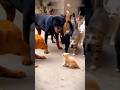 You Messed With The Wrong Kitten! 🐱💪 #Shorts #funny