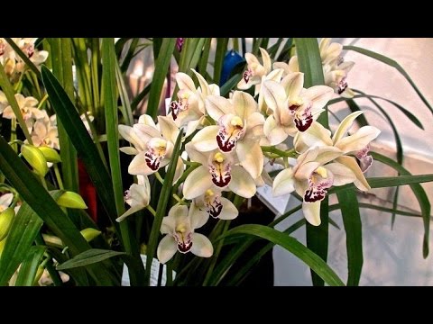 ЦИМБИДИУМ - неприхотливая орхидея для начинающих. Уход в домашних условиях