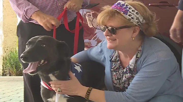 Stray dog from Iraq finds forever home in Palm Bea...