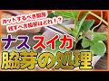 【ナス・スイカ栽培】カットする脇芽と残す脇芽の違いを解説！【シェア畑】【農園ライフ】
