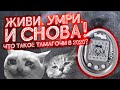 🐣 ВСЯ ПРАВДА О МАЛЕНЬКОМ ЯЙЦЕ!  \ ЧТО БЫЛО РАНЬШЕ