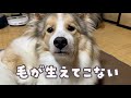 【マムシに噛まれた犬】タナ姉のその後