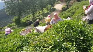 Gi̇resun Çay Sezonu (Güce - Tevekli̇)
