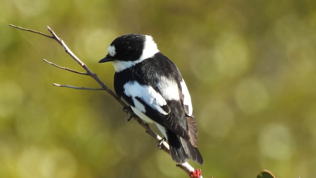 Collared Flycatcher, Balia dal collare (Ficedula albicollis) 